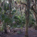 The Best Books About Florida